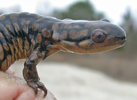 Tiger Salamander